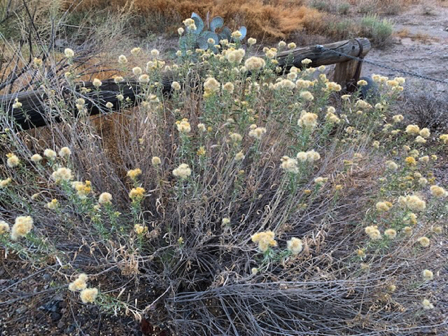 Oct 28 - Turning to seed.